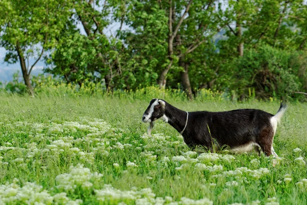 Cabras pastando — Foto de Stock