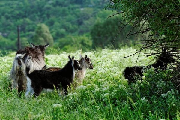 Pastoreio de cabras — Fotografia de Stock