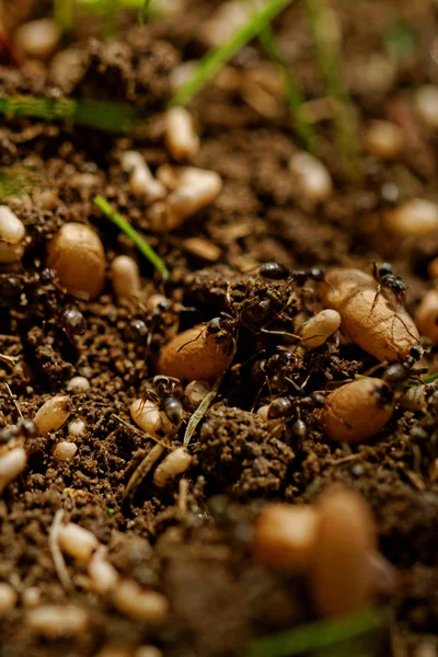 Ant eggs — Stock Photo, Image
