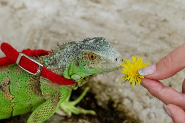 bir leash üzerinde yeşil iguana