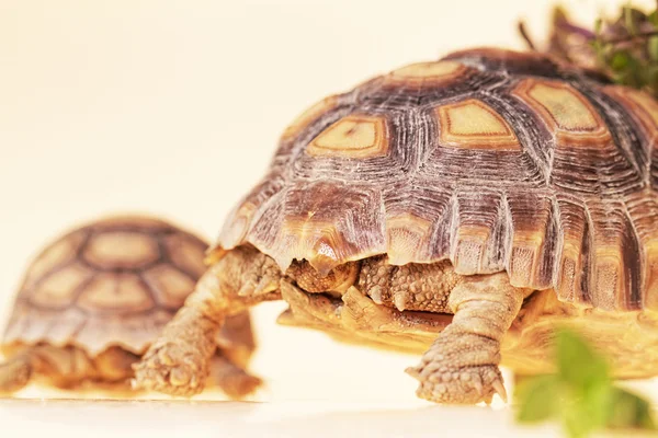 African Spurred Tortoise — Stock Photo, Image