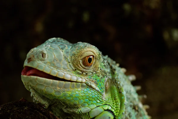 Портрет про зелену ігуану — стокове фото