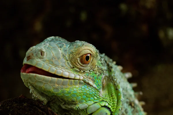 Portret over een groene leguaan — Stockfoto