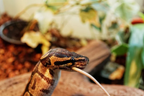 Bal python — Stockfoto