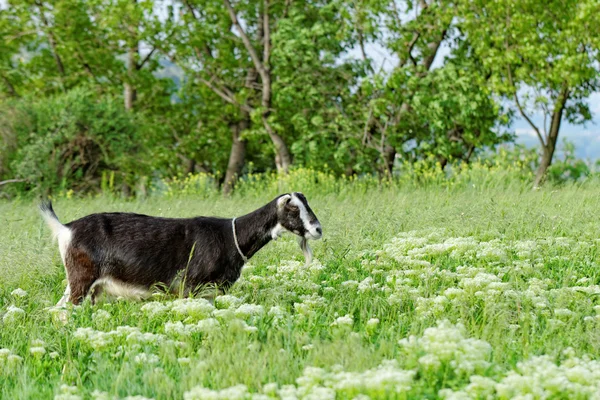 Goats grazing — Stock Photo, Image