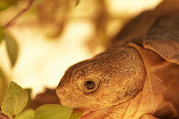 Tortuga estimulada africana — Foto de Stock