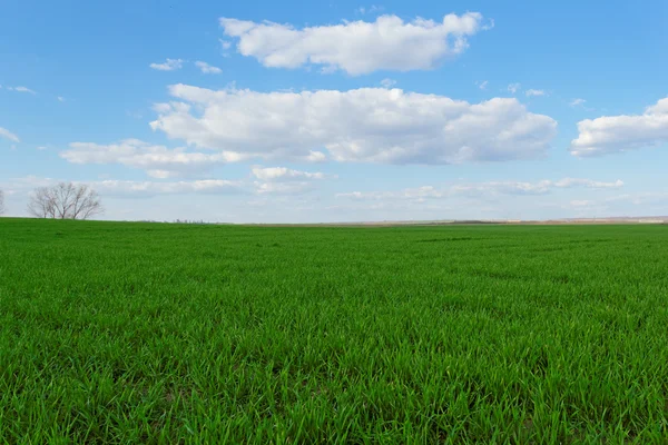 Campo di grano sotto il cielo blu nuvoloso — Foto Stock