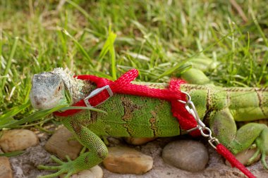 bir leash üzerinde yeşil iguana