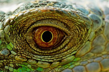 Yeşil iguana göz