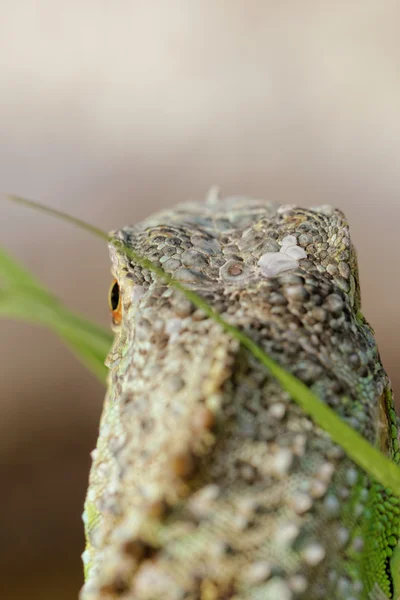 Grön leguan från baksidan — Stockfoto