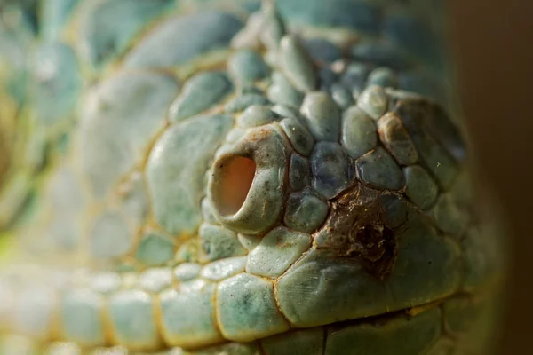 Green iguana nose — Stock Photo, Image