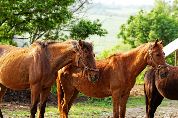 Hästar — Stockfoto