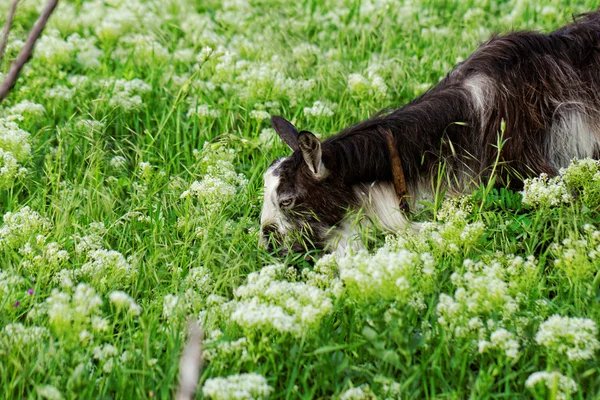 Goats grazing — Stock Photo, Image