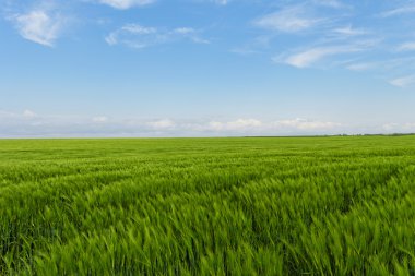 buğday alan mavi bulutlu gökyüzü altında