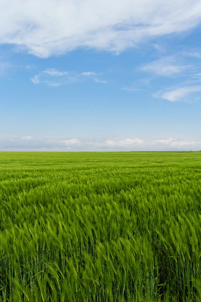 Campo de trigo bajo el cielo azul nublado — Foto de Stock