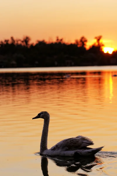 Cygne sur le lac au coucher du soleil — Photo