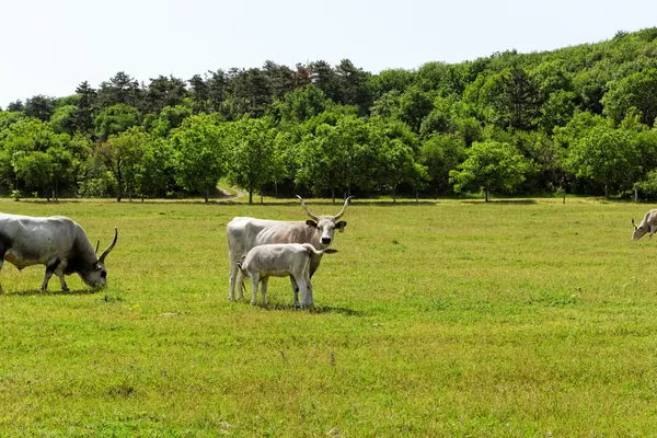 Серый скот Венгрии — стоковое фото