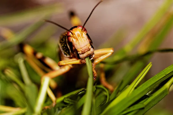 먹는 한 메뚜기 — 스톡 사진