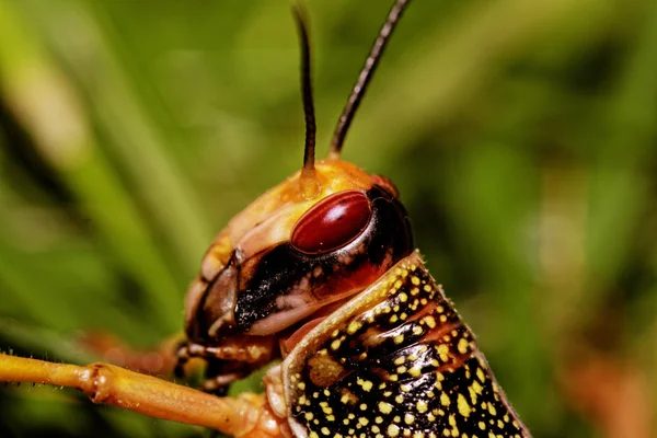 Een sprinkhaan eten — Stockfoto