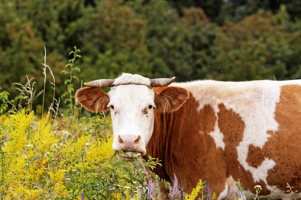 La mucca — Foto Stock