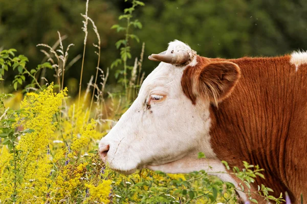 La vaca — Foto de Stock