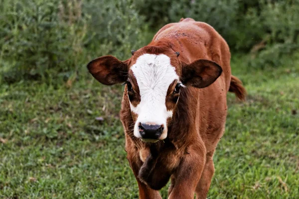 La mucca — Foto Stock