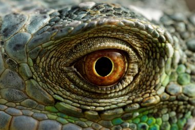 Yeşil iguana göz
