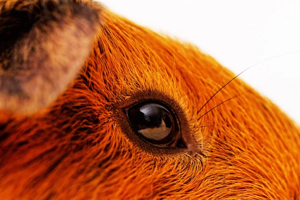 Ojo de conejillo de indias primer plano (macro ) — Foto de Stock