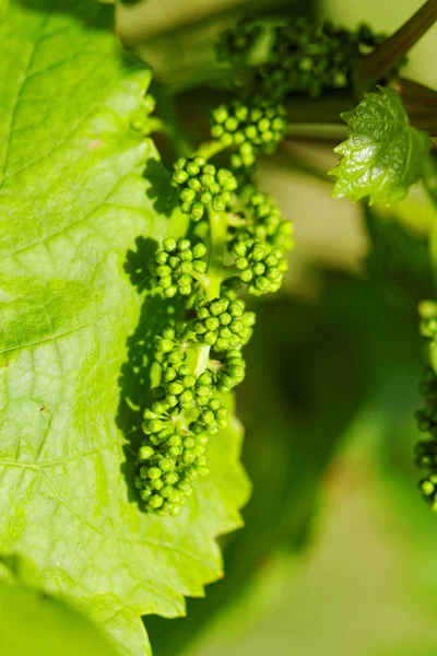 Uvas verdes bebé —  Fotos de Stock