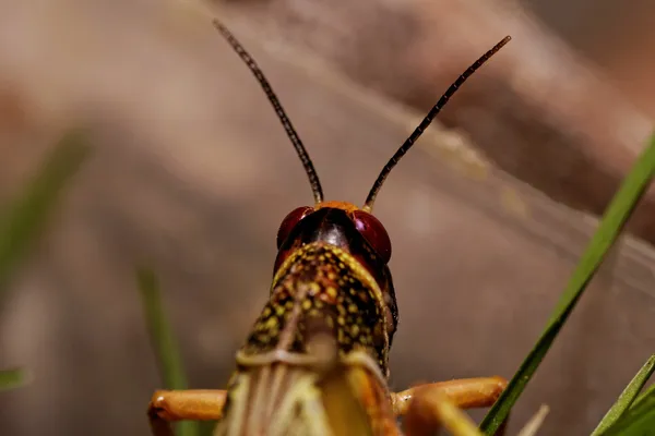 Eine Heuschrecke frisst — Stockfoto