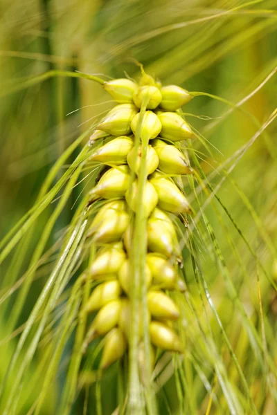 Макро фотографія про пшеницю Стокове Фото
