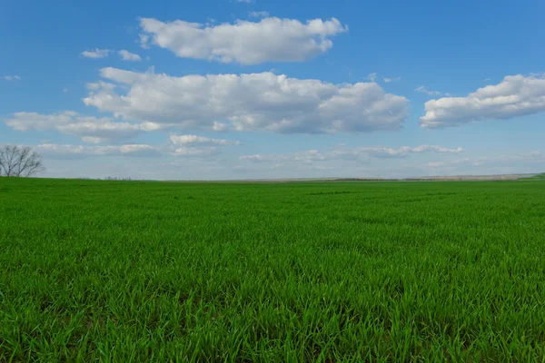 Campo de trigo sob o céu azul nublado — Fotografia de Stock