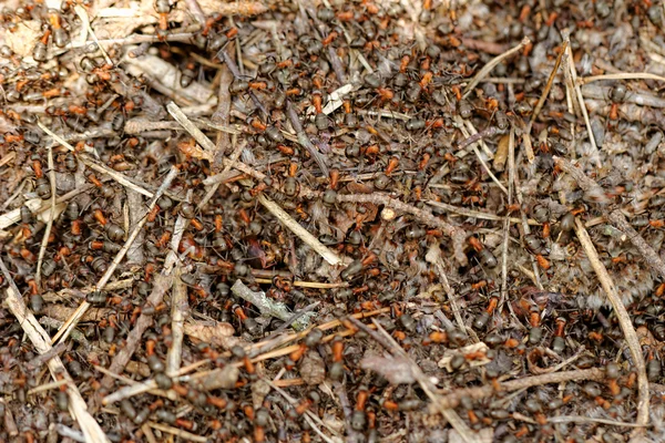 Ants and ant hill — Stock Photo, Image