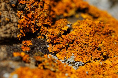 Kayalıklarda mantar