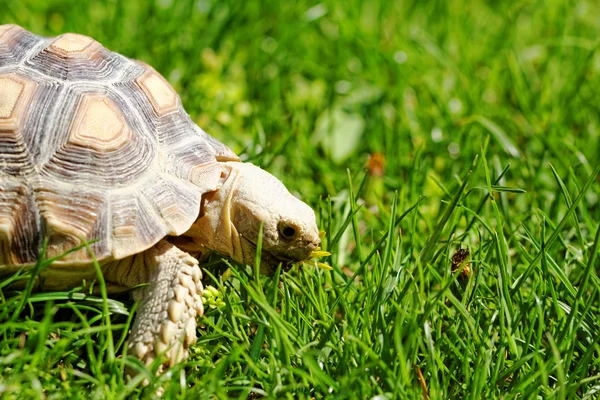 African Spurred Tortoise — Stock Photo, Image