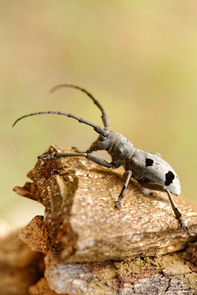 The Capricorn Beetle — Stock Photo, Image