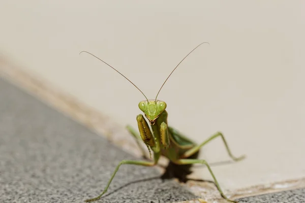 Praying mantis op de verdieping — Stockfoto