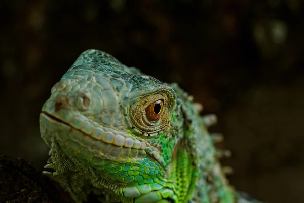 Portre bir yeşil iguana hakkında — Stok fotoğraf