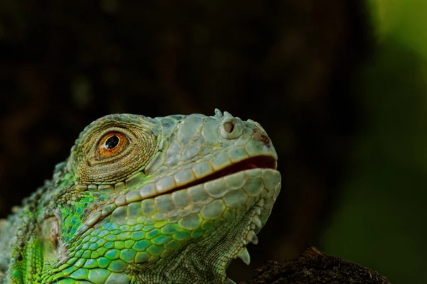 Retrato sobre uma iguana verde — Fotografia de Stock