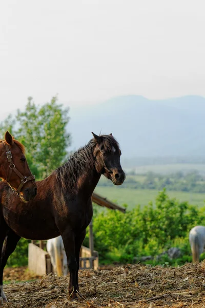 Atlar — Stok fotoğraf