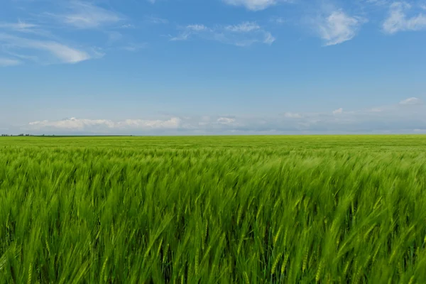 Campo de trigo bajo el cielo azul nublado — Foto de Stock