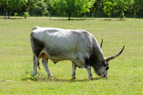 Bovini bianchi ungheresi — Foto Stock