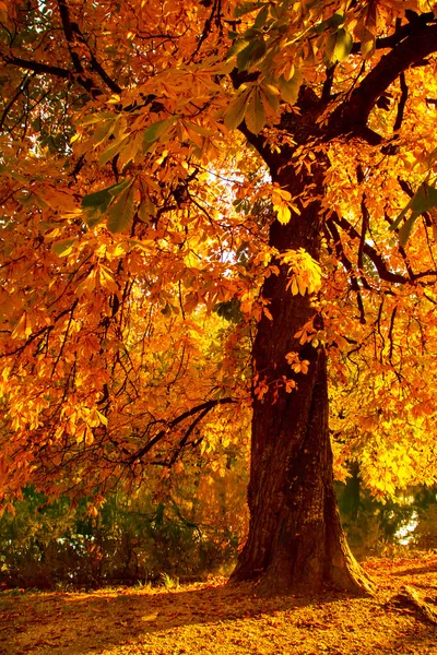 Herbstliche Landschaft — Stockfoto