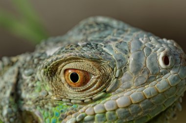 Yeşil iguana göz