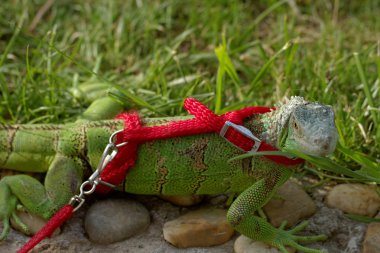 bir leash üzerinde yeşil iguana