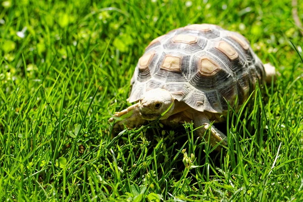 Tortuga estimulada africana — Foto de Stock