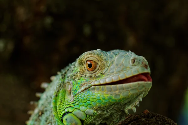 Potret tentang iguana hijau — Stok Foto