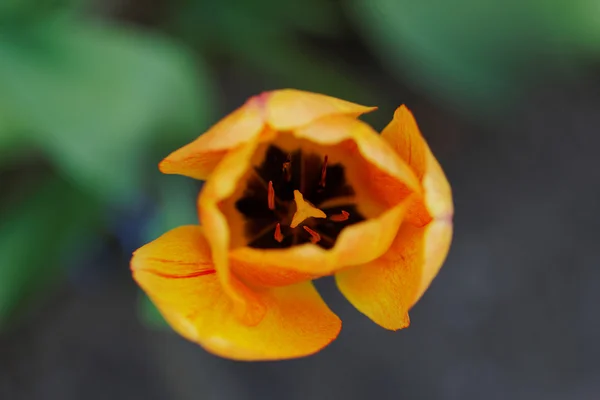 Tulpe in Großaufnahme — Stockfoto