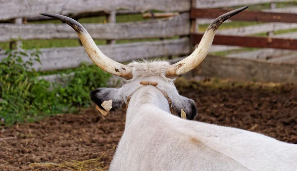 Hungarian grey cattle — Stock Photo, Image