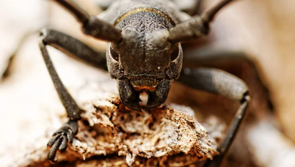 El Escarabajo Capricornio — Foto de Stock